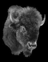 Buffalo photo